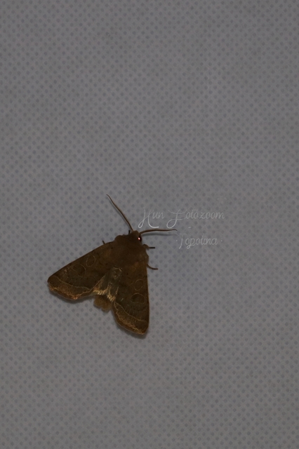 Orthosia cerasi - közepes barkabagoly