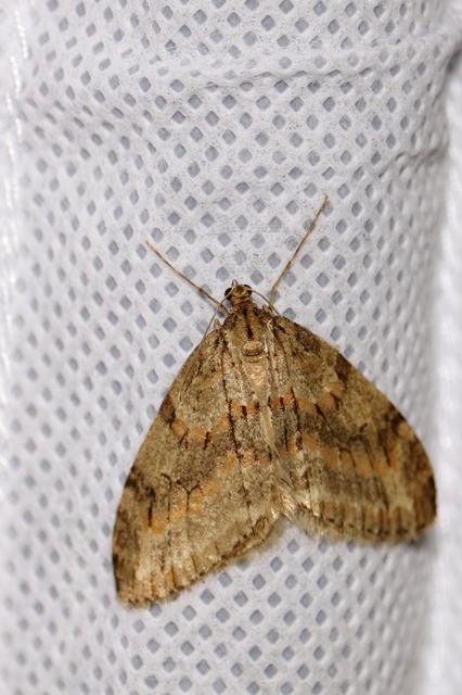 Trichopteryx polycommata - kőrisfa-lebenyesaraszoló