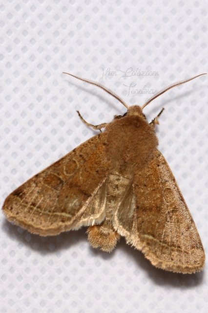 Orthosia cerasi - közepes barkabagoly