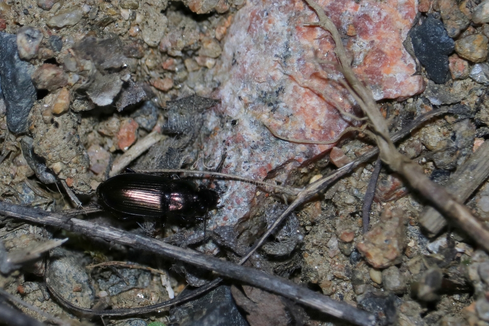Harpalus distinguendus - mezei lomhafutó