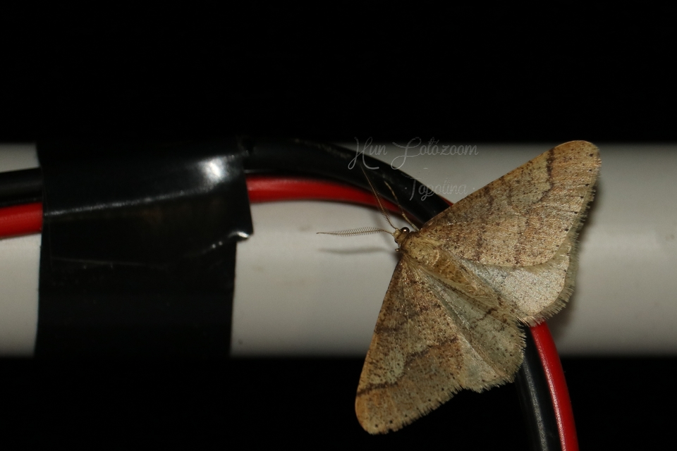Agriopis marginaria - sárgás téliaraszoló