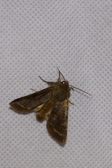 Orthosia incerta - változékony barkabagoly