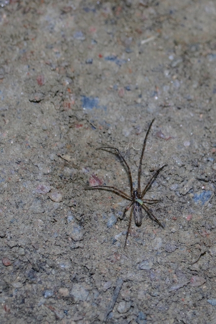 Tetragnatha