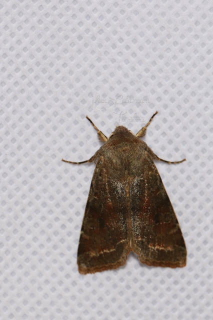 Orthosia incerta - változékony barkabagoly