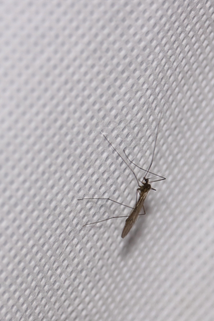 Trichocera