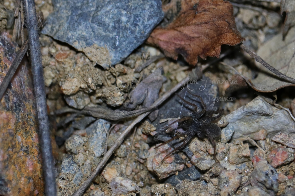 Pardosa