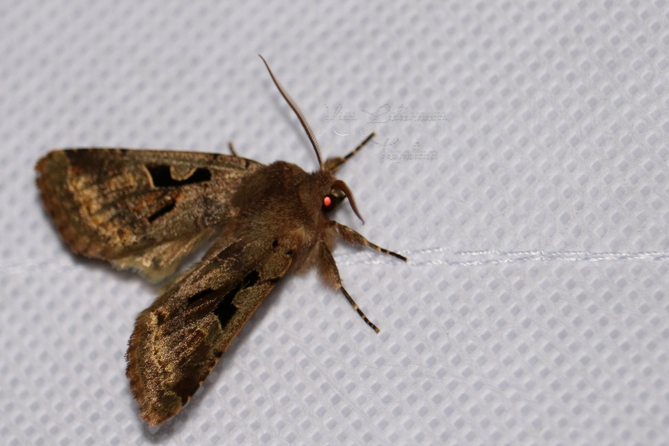 Orthosia gothica - feketefoltos barkabagoly