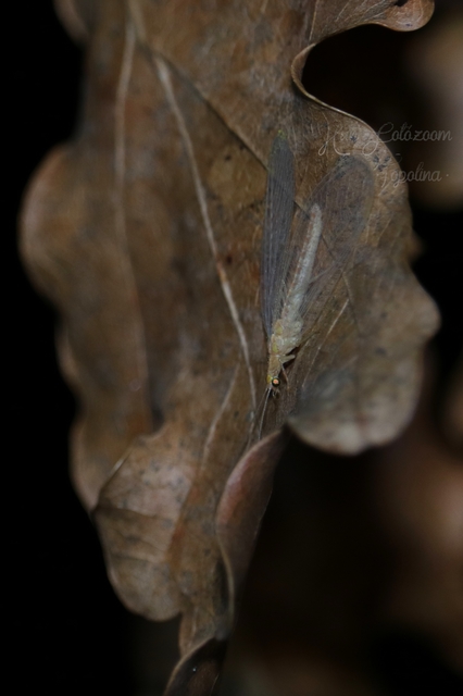 Chrysopidae - zöldfátyolkák