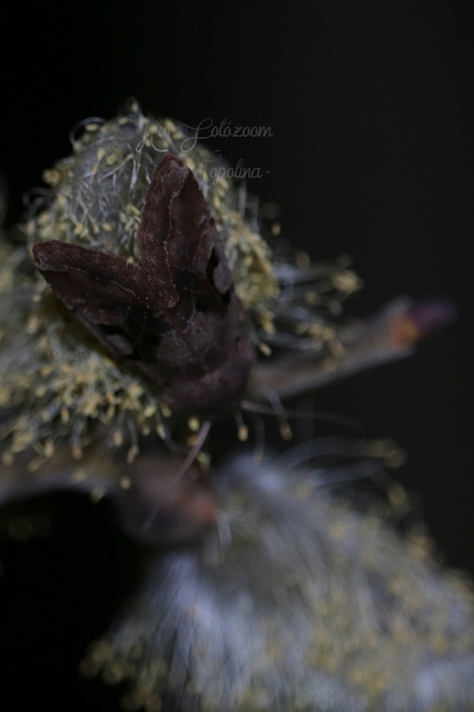 Orthosia gothica - feketefoltos barkabagoly