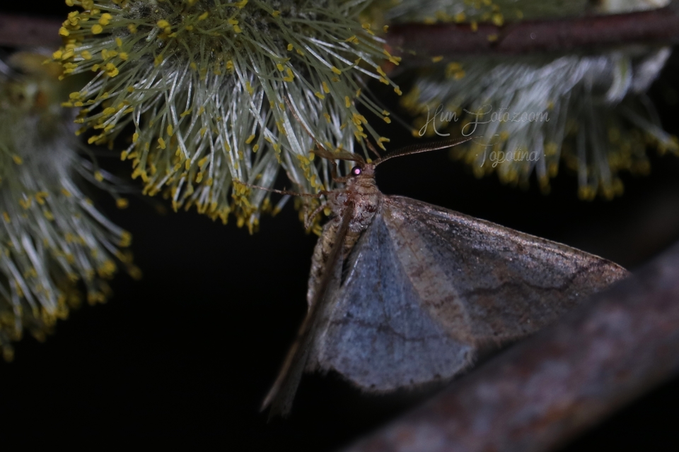 Agriopis marginaria - sárgás téliaraszoló