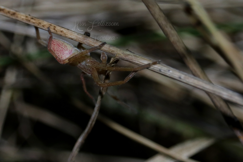 Micrommata virescens - hunyópók