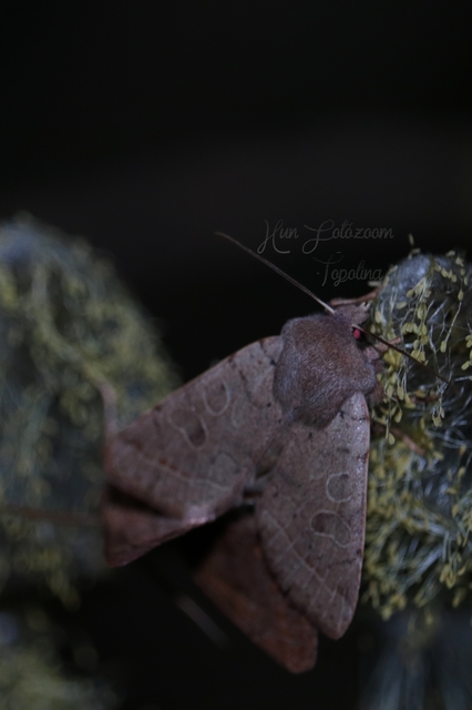 Orthosia cerasi - közepes barkabagoly