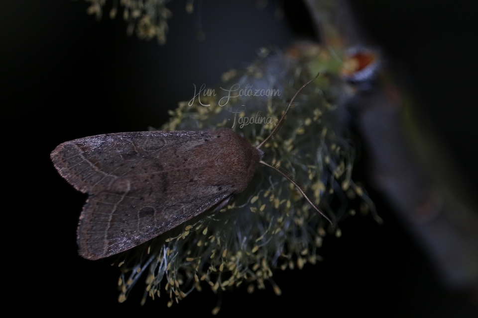 Orthosia cerasi - közepes barkabagoly