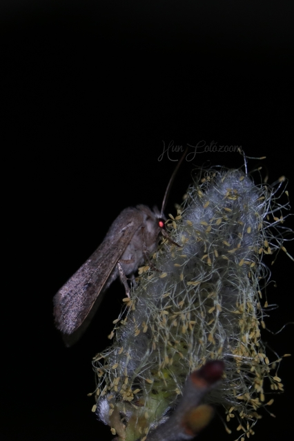 Orthosia cruda - kis barkabagoly