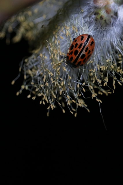 Chrysomela vigintipunctata - húszfoltos fűzlevelész