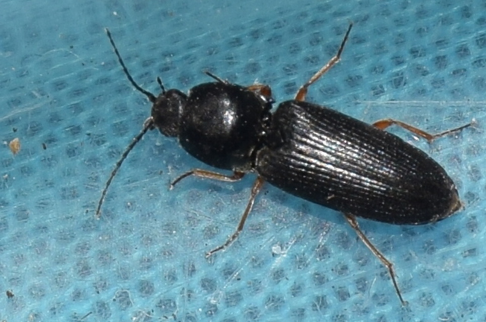 Cardiophorus erichsoni - sötét szívespattanó