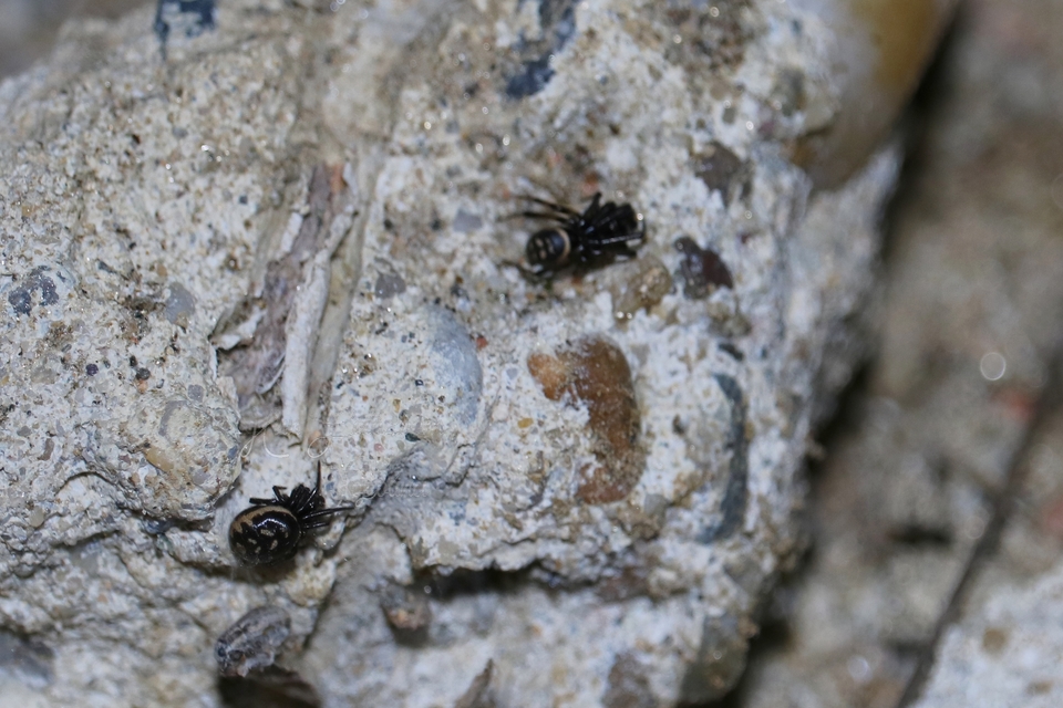 Steatoda albomaculata - koszorús törpepók