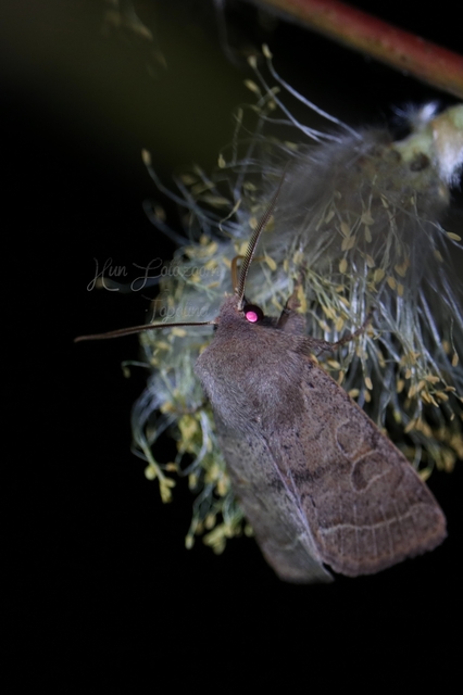 Orthosia cerasi - közepes barkabagoly