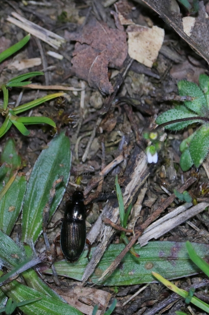 Harpalus affinis - szőrösszárnyú lomhafutó