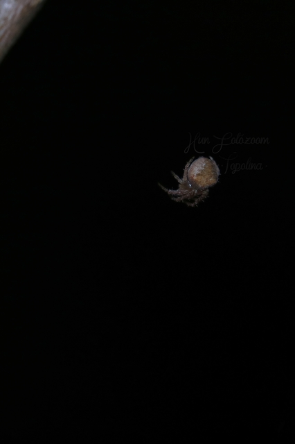 Araneus triguttatus - háromfoltos keresztespók