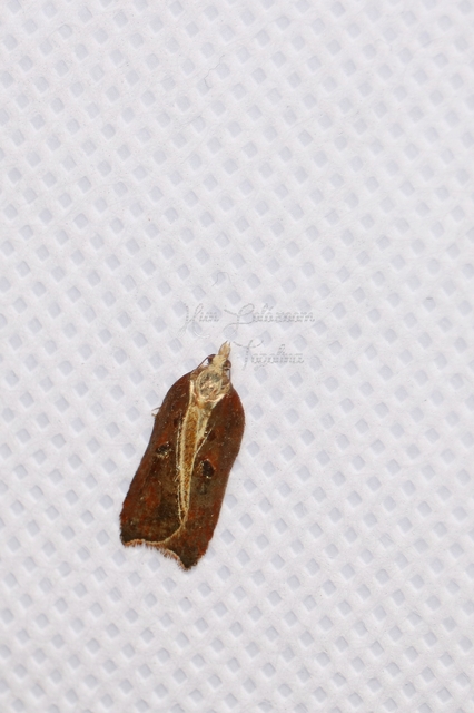 Acleris cristana - pamacsos levélmoly