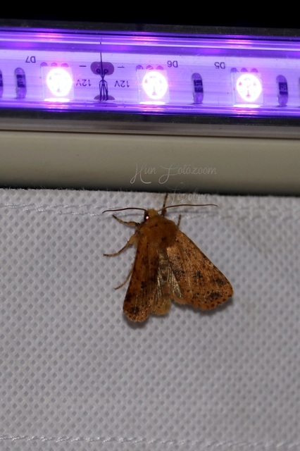Conistra rubiginea - vörös őszibagoly