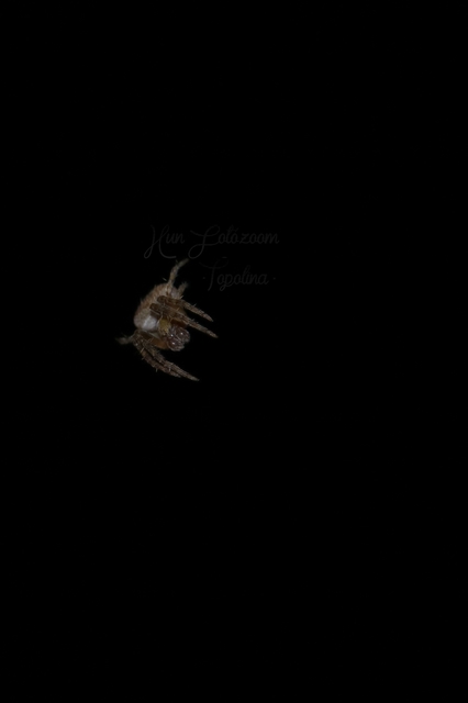 Araneus triguttatus - háromfoltos keresztespók