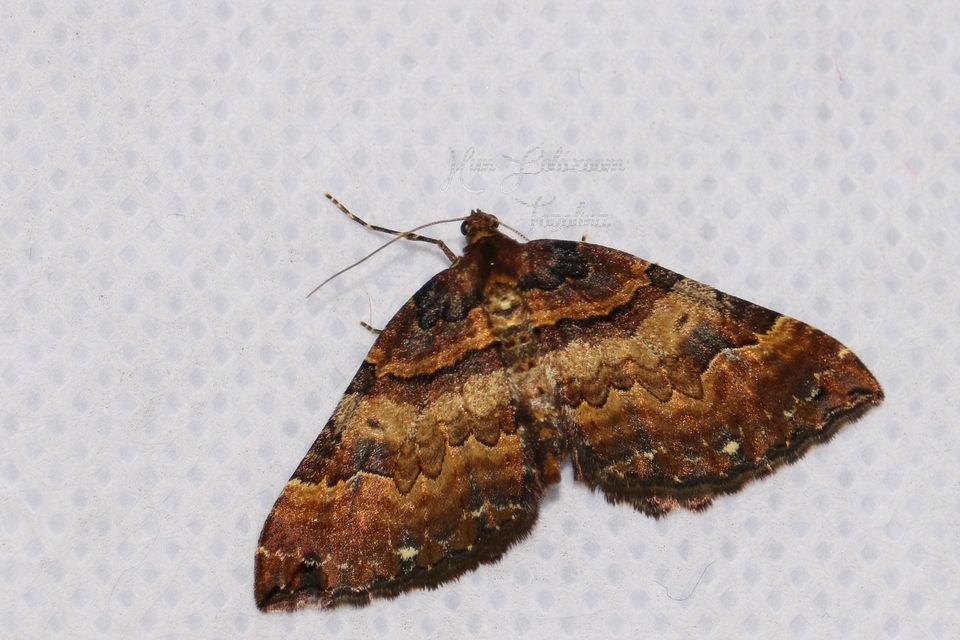 Earophila badiata - csipkerózsa-araszoló