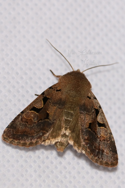 Orthosia gothica - feketefoltos barkabagoly