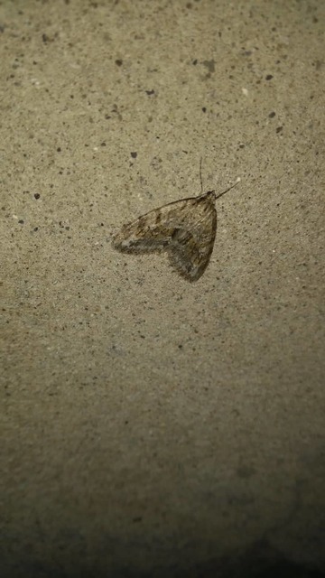 Trichopteryx polycommata - kőrisfa-lebenyesaraszoló