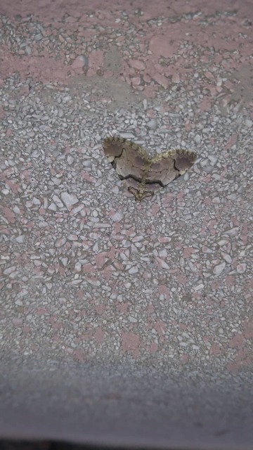 Anticlea derivata - vadrózsa-tarkaaraszoló