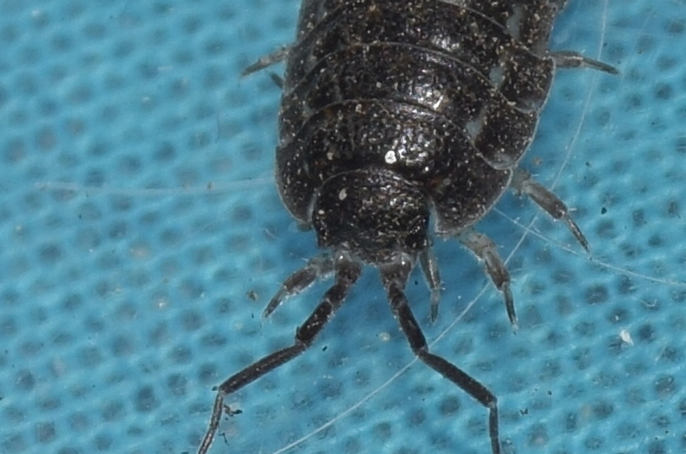 Trachelipus