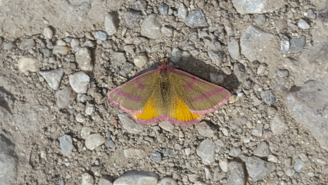 Lythria purpuraria - bíborsávos araszoló