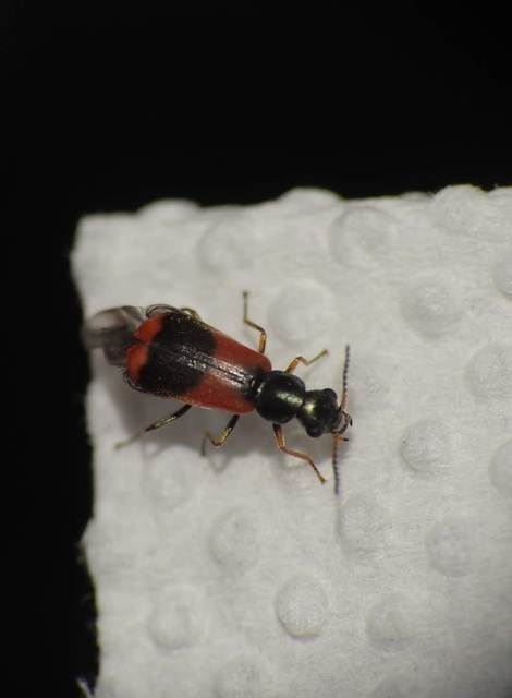 Anthocomus equestris - kétszínű bibircsesbogár