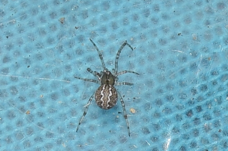 Theridion pinastri - fenyő törpepók
