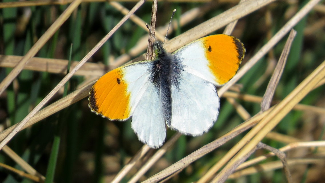 Anthocharis cardamines - hajnalpírlepke