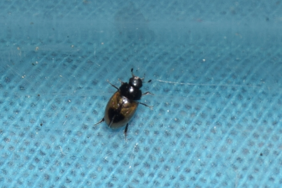 Cercyon unipunctatus - egypontos iszapcsiborka Cercyon unipunctatus - egypontos iszapcsiborka
