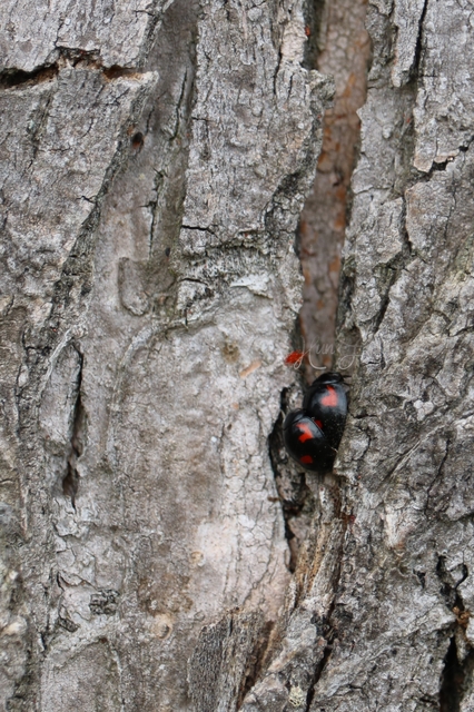 Exochomus quadripustulatus - négyfoltos szerecsenkata