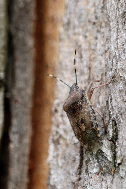 Rhaphigaster nebulosa - bencepoloska