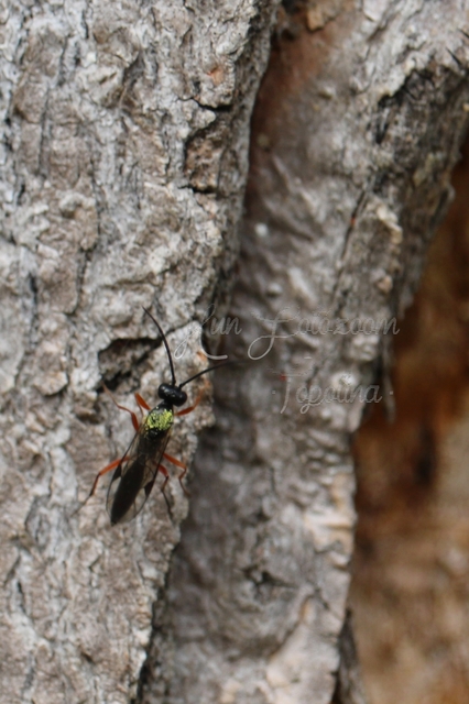Ichneumonidae - valódi fürkészdarazsak
