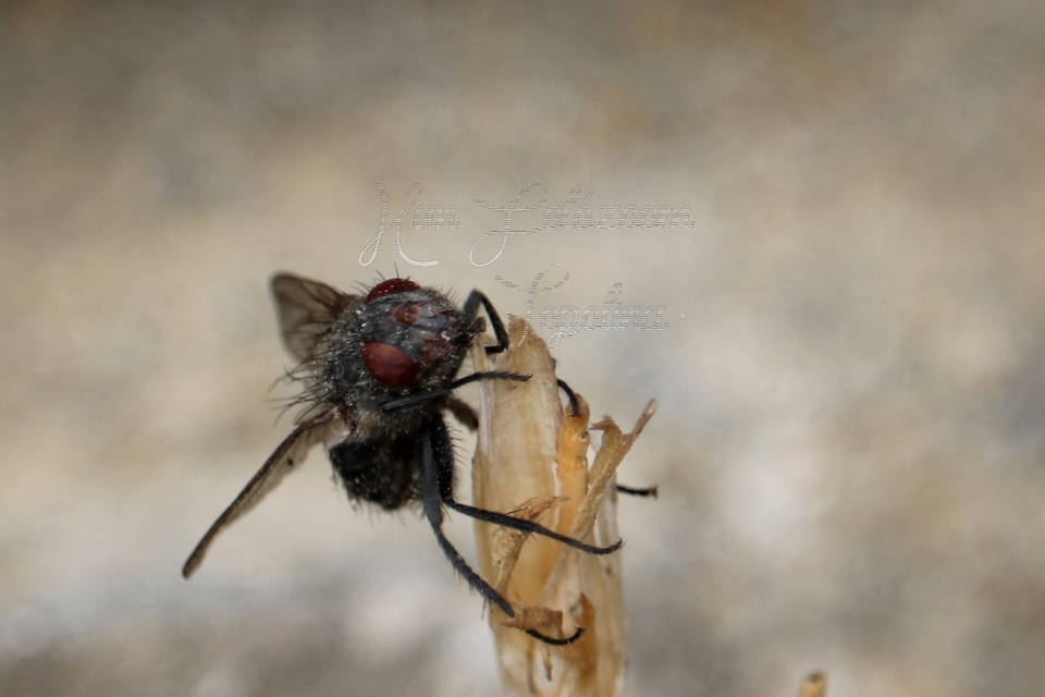 Calliphoridae - dongólegyek