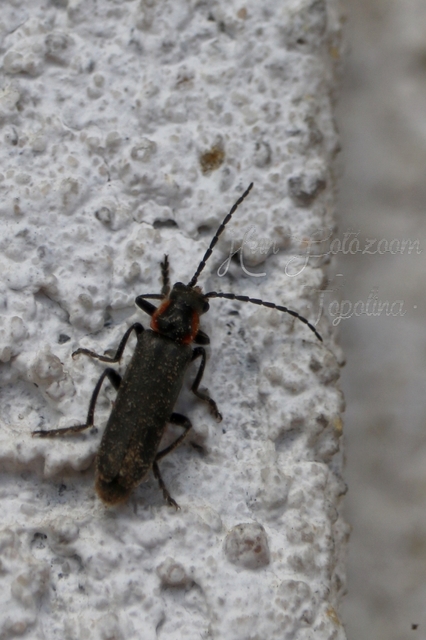 Cantharis pulicaria - zsírfényű lágybogár