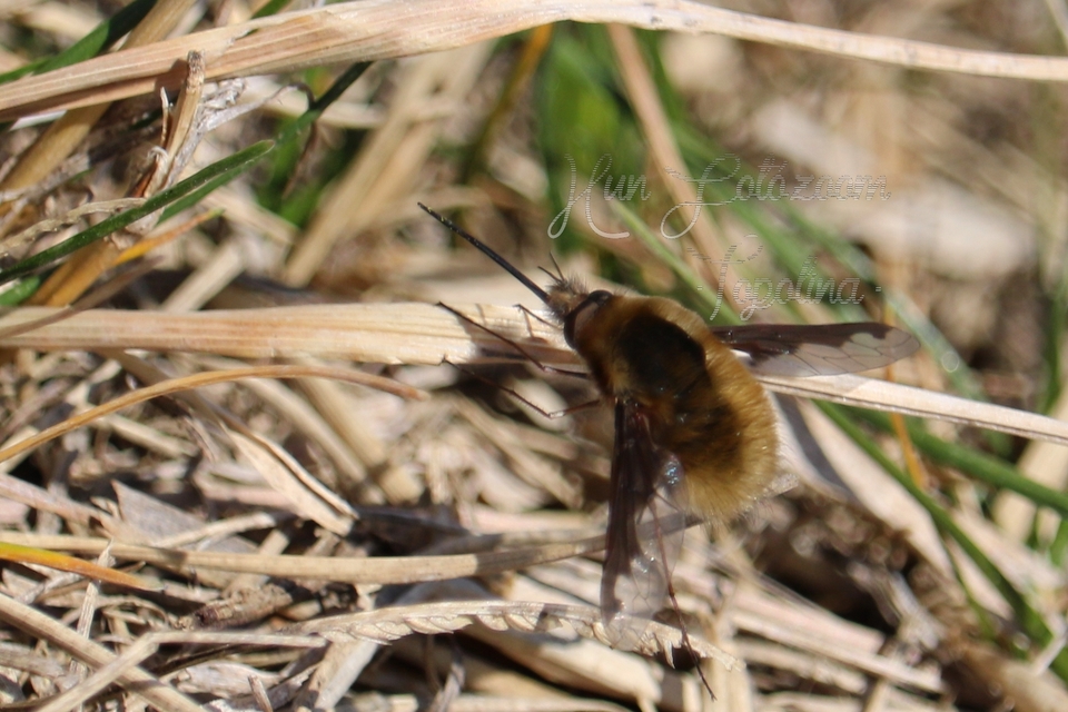 Bombylius major - szegélyes pöszörlégy