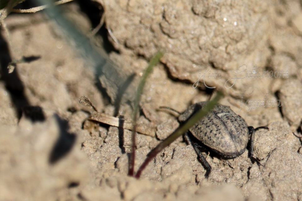 Opatrum sabulosum - sároshátú gyászbogár