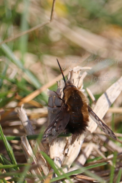 Bombylius discolor - feketefarú pöszörlégy