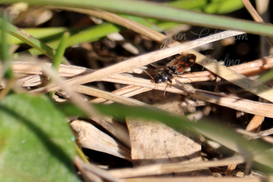 Drasterius bimaculatus - változékony pattanó
