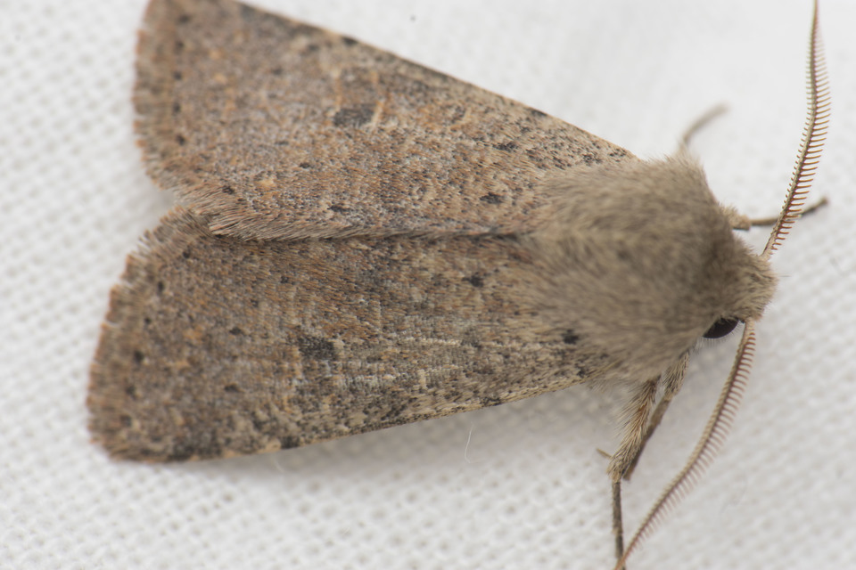 Orthosia cruda - kis barkabagoly