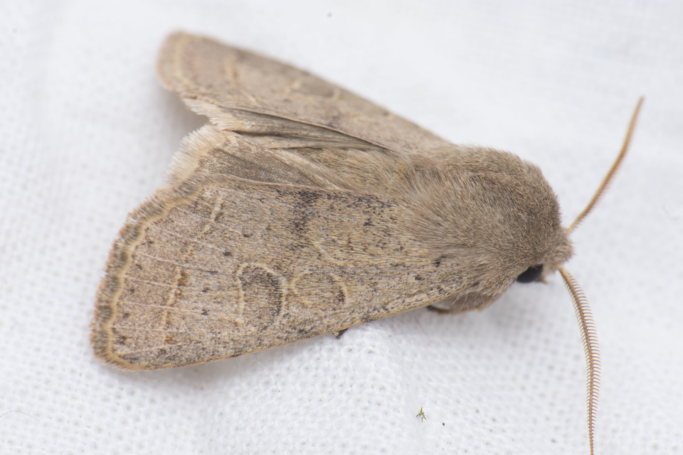 Orthosia cerasi - közepes barkabagoly