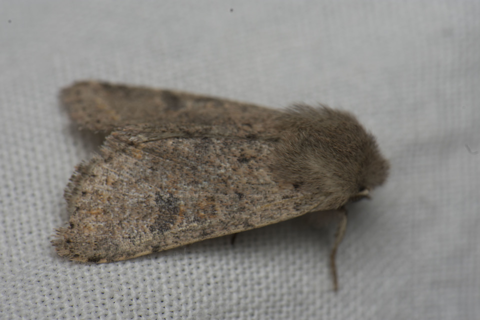 Orthosia cruda - kis barkabagoly