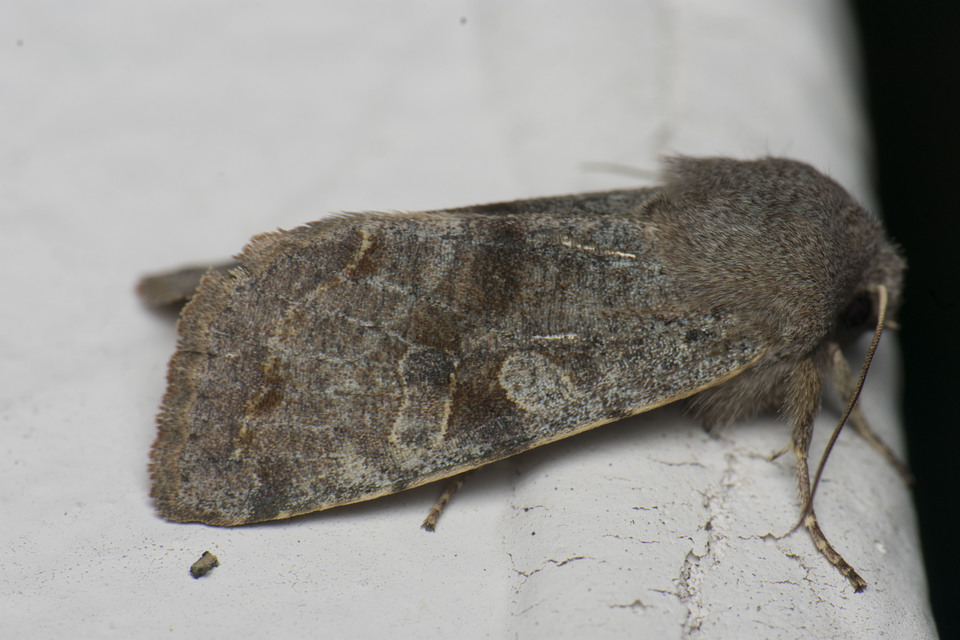 Orthosia incerta - változékony barkabagoly